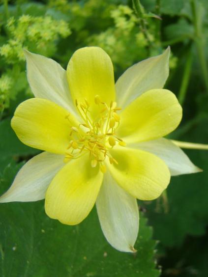 Aquilegia chrysantha