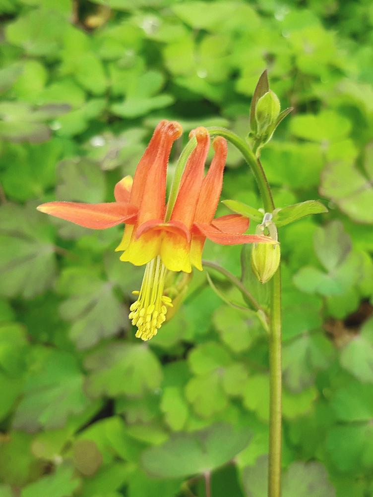 Aquilegia formosa