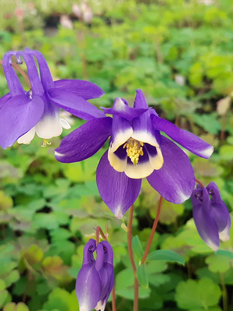 Aquilegia sibirica