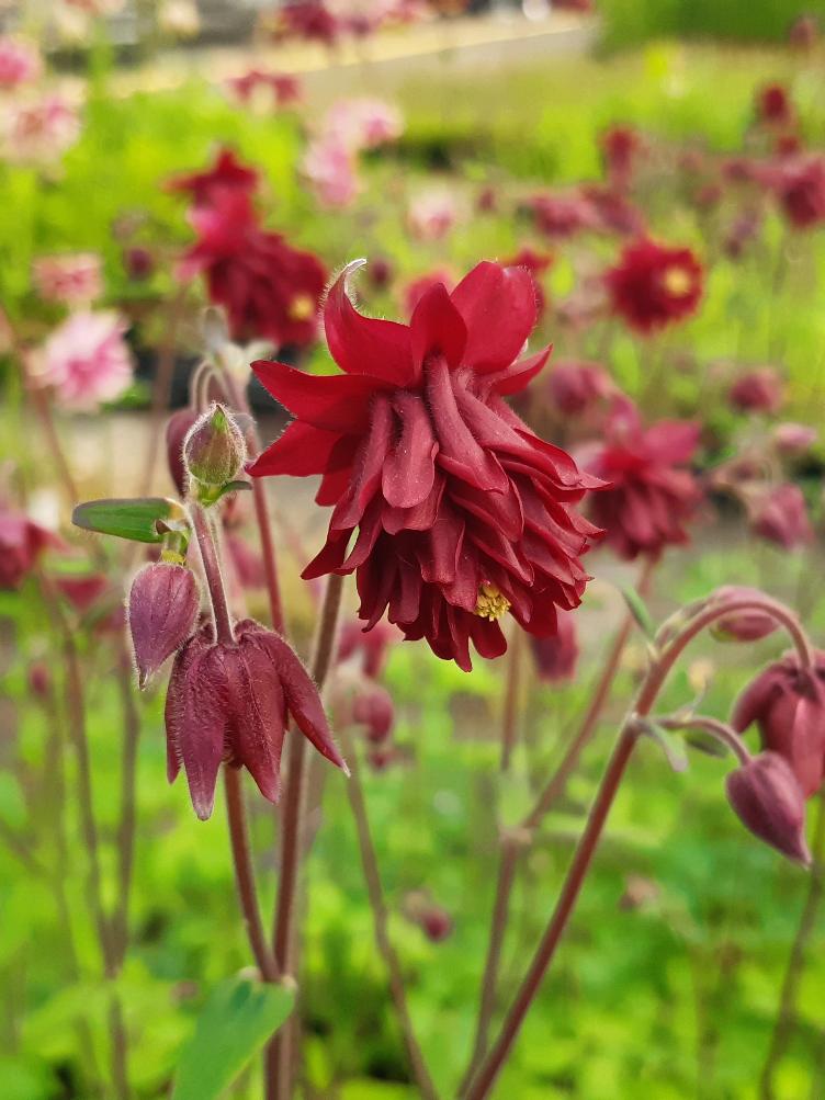 Aquilegia vulgaris `Bordeaux Barlow`