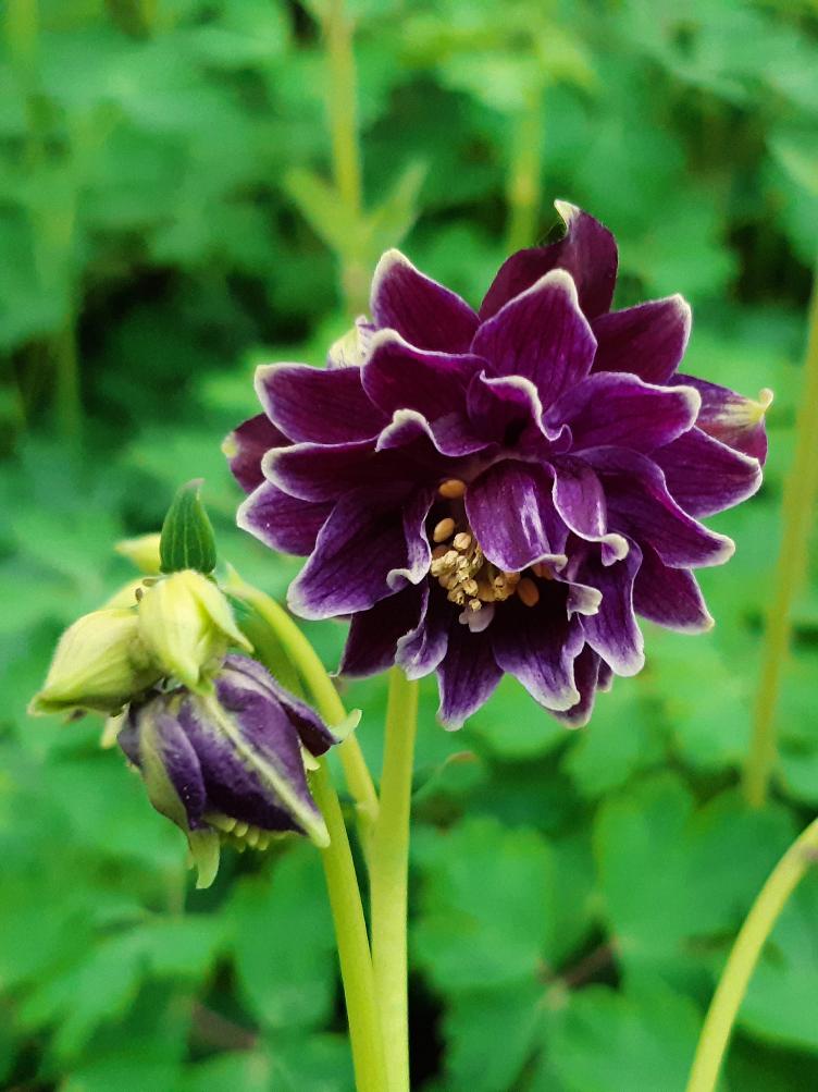 Aquilegia vulgaris `Christa Barlow`