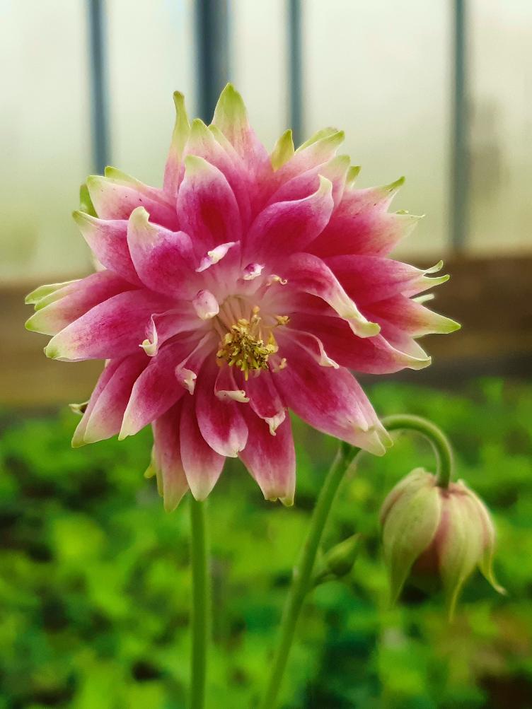 Aquilegia vulgaris `Nora Barlow`