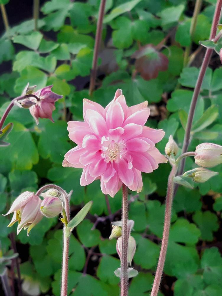 Aquilegia vulgaris `Rose Barlow`