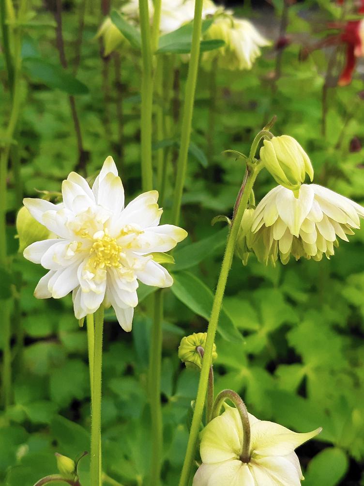 Aquilegia vulgaris `White Barlow`