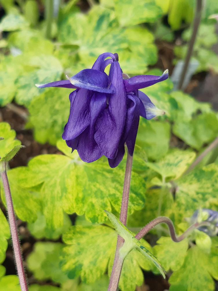 Aquilegia vulgaris `Woodside Strain`