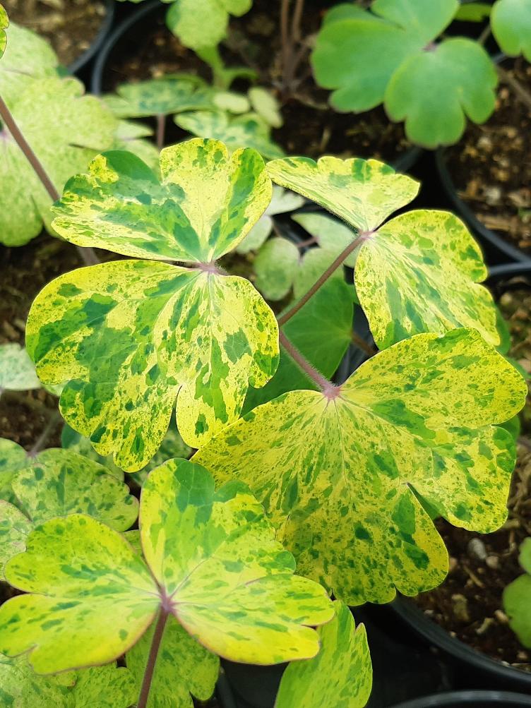 Aquilegia vulgaris `Woodside Strain`