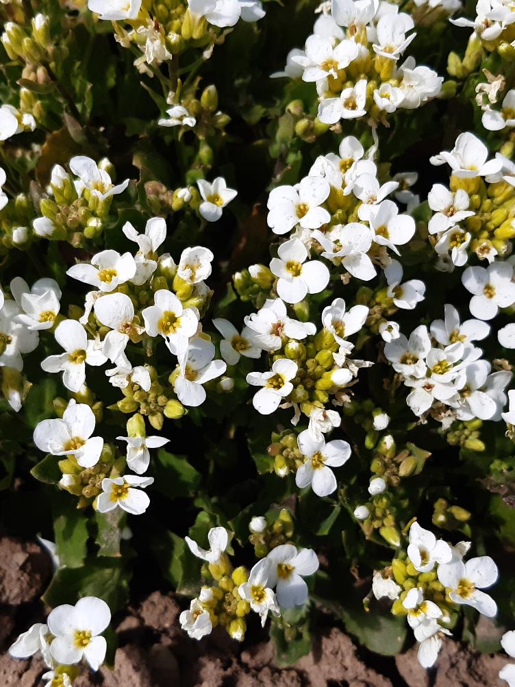 Arabis caucasica `Schneehaube`