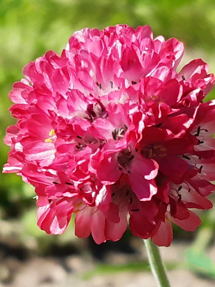 Armeria maritima `Ornament`