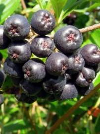 Aronia Nero