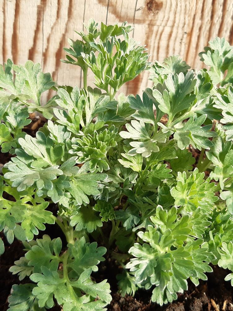 Artemisia absinthium