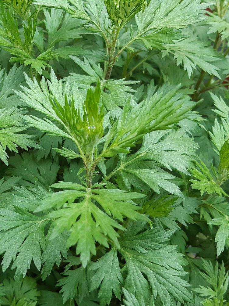 Artemisia vulgaris