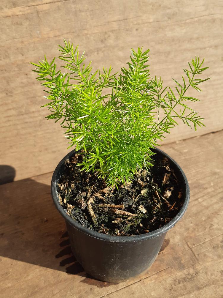 Asparagus densiflorus `Meyeri`