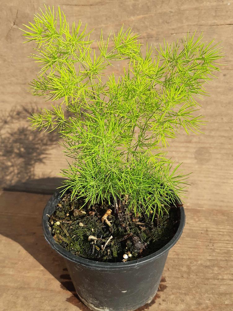 Asparagus densiflorus `Myriocladus`