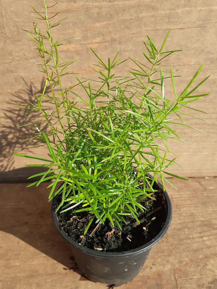 Asparagus densiflorus `Sprengeri`