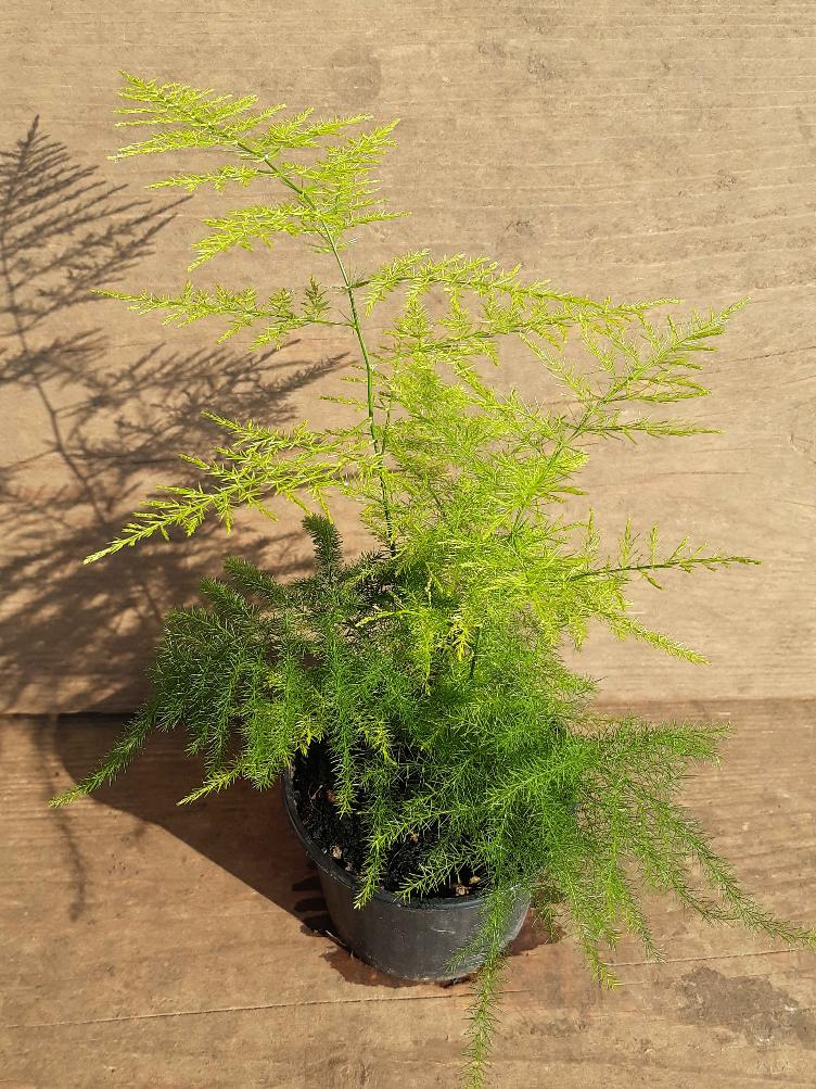 Asparagus setaceus `Plumosus`