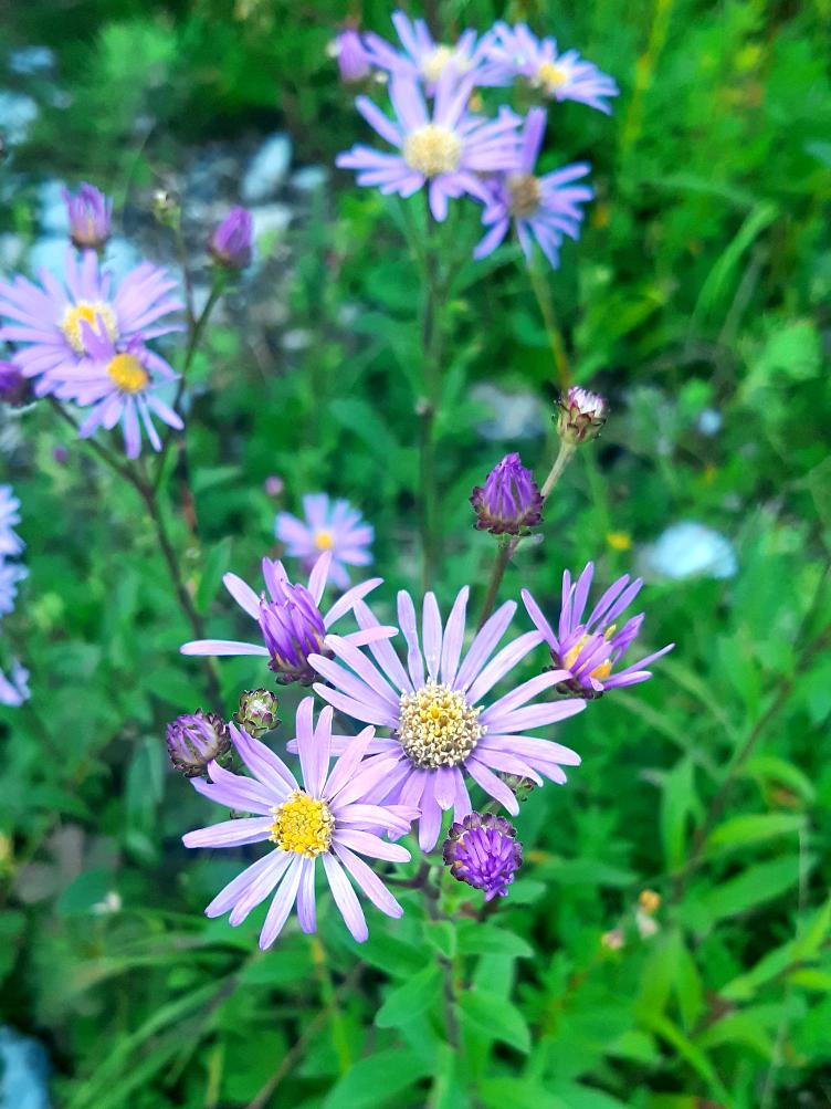 Aster amellus