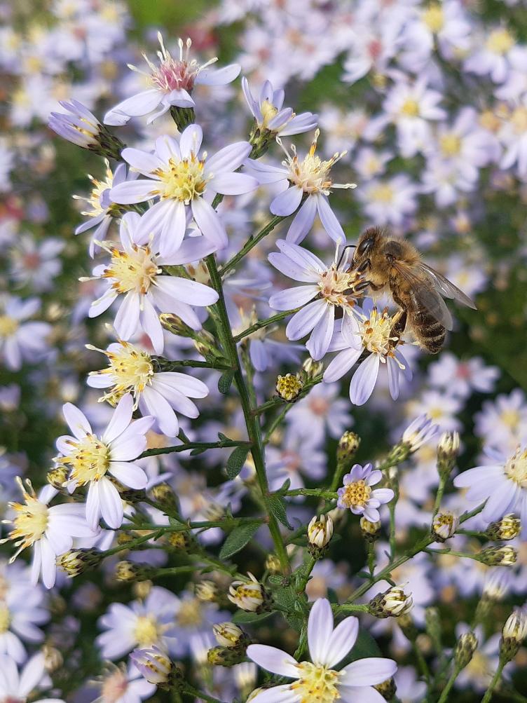 Aster cordifolius `Silver Spray`