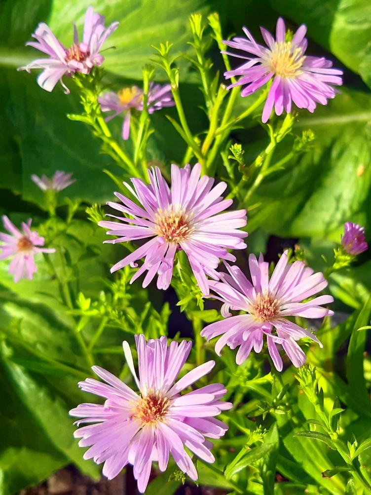 Aster dumosus `Herbstgruss vom Bresserhof`