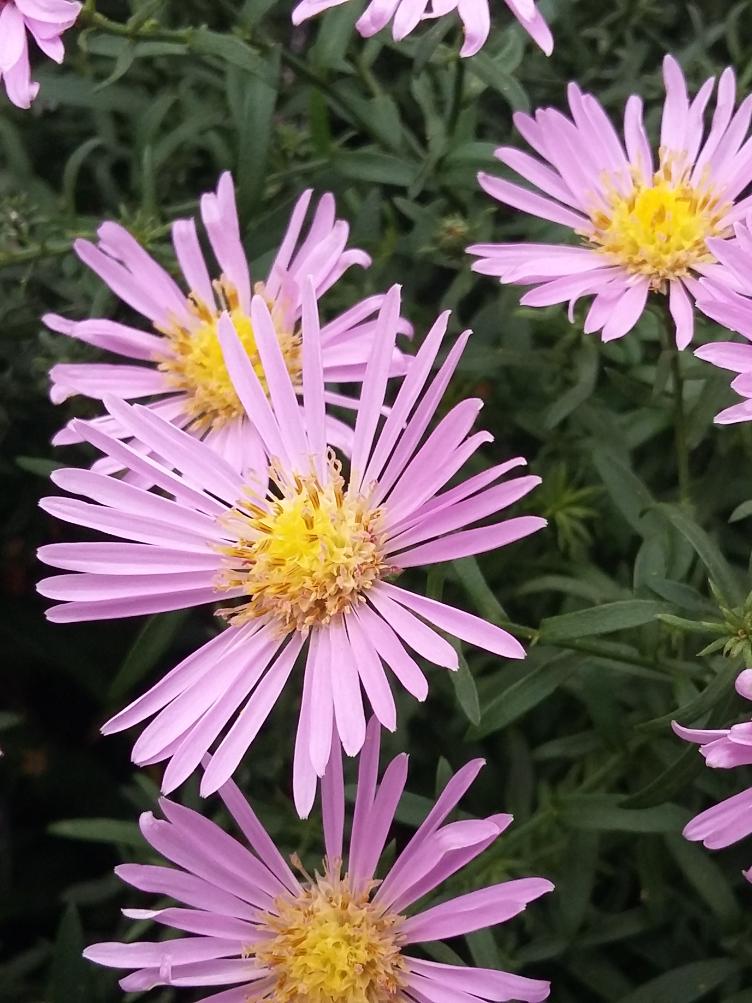 Aster dumosus `Peter Pan`