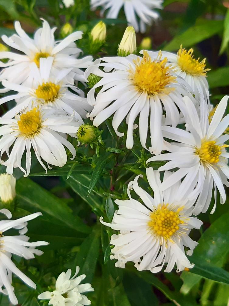 Aster dumosus `Snow Sprite`