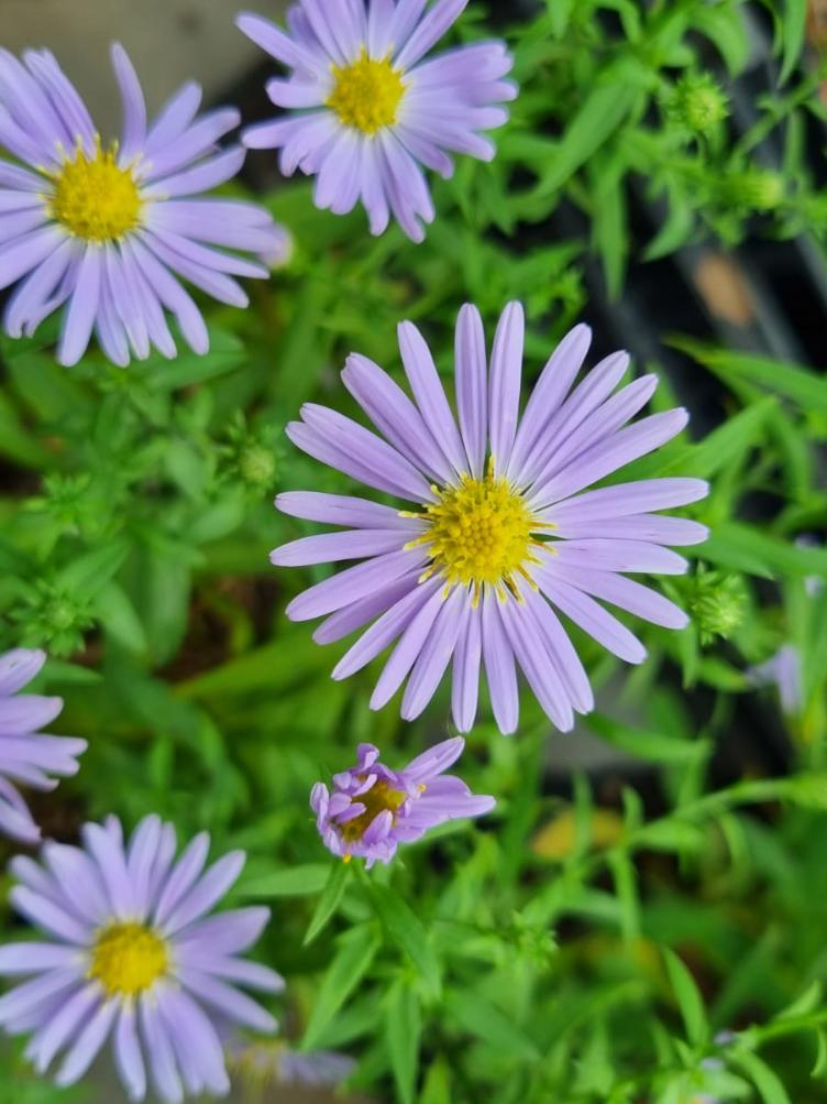 Aster dumosus `Zwergenhimmel`
