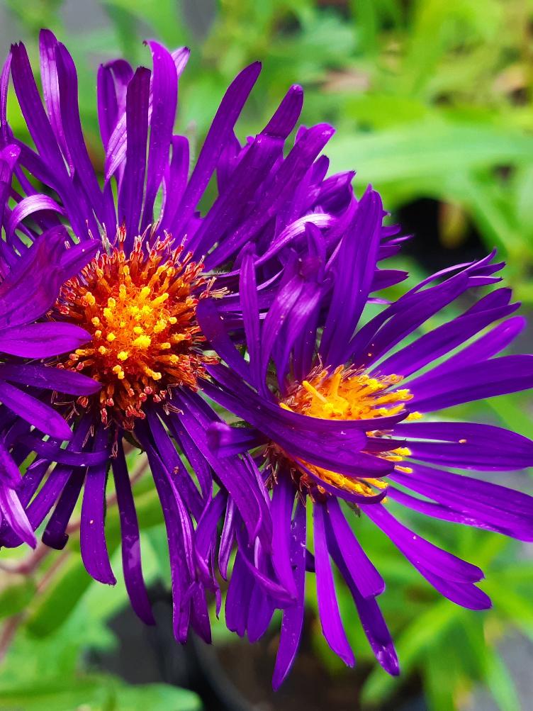 Aster novae-angliae `Treasure`