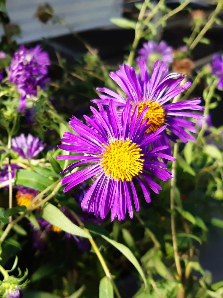 Aster novae-angliae `W. Bowman`