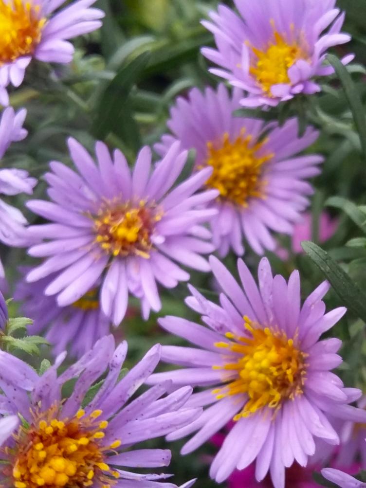 Aster x amethystinus