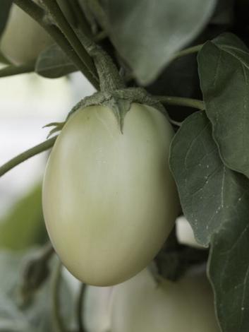 Aubergine Applegreen