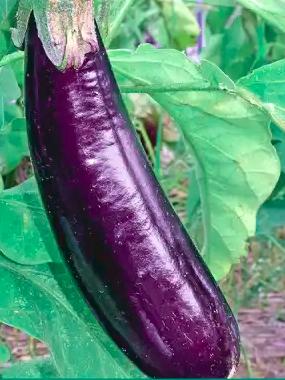 Aubergine Melonga