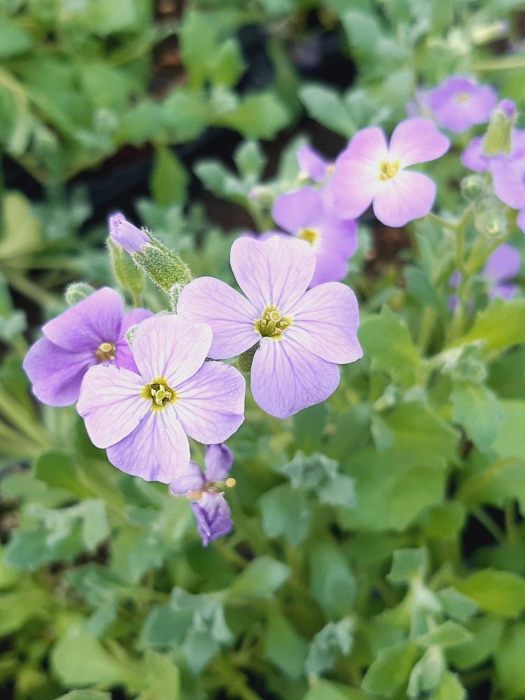 Aubrieta x cultorum `Hendersonii`