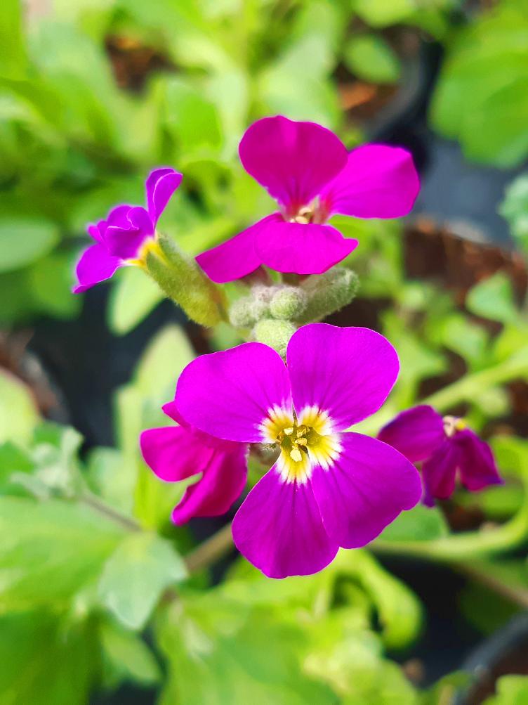 Aubrieta x cultorum `Lichtinii`