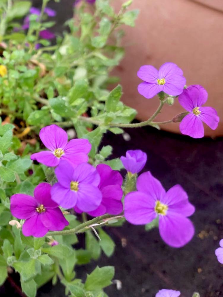 Aubrieta x cultorum `Whitewell Gem`