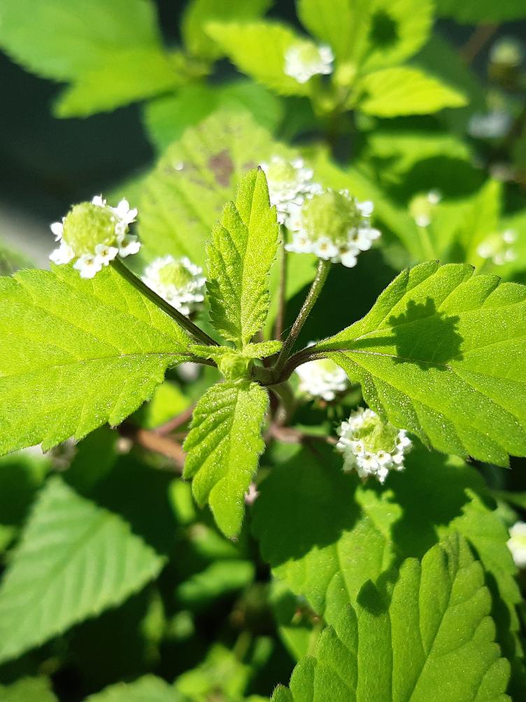 Aztekisches Süsskraut