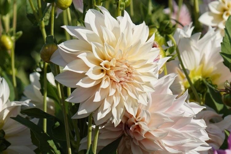 Bio Dahlie Café au Lait