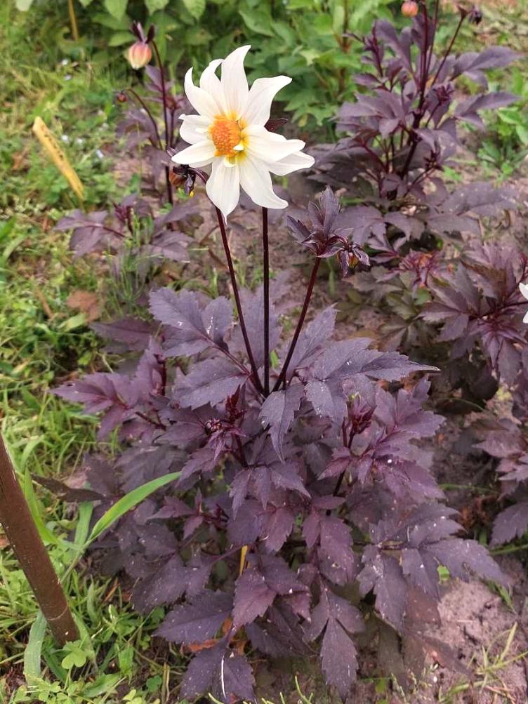 Bio Dahlie Little Swan