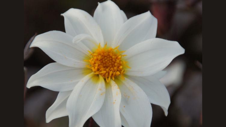 Bio Dahlie Little Swan