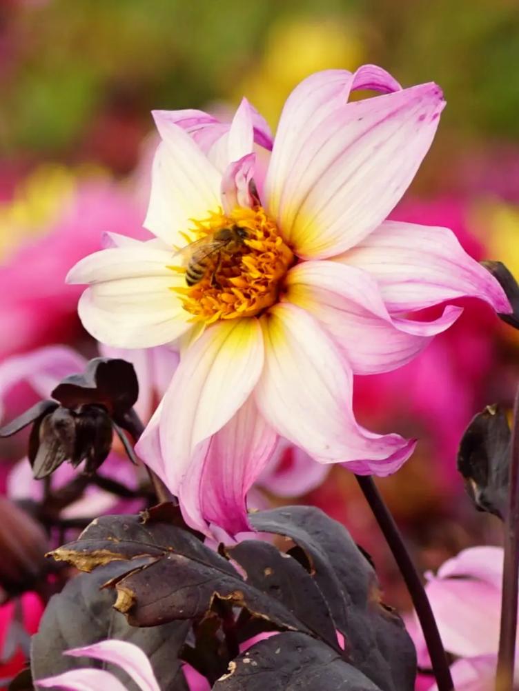 Bio Dahlie Bohemian Princess