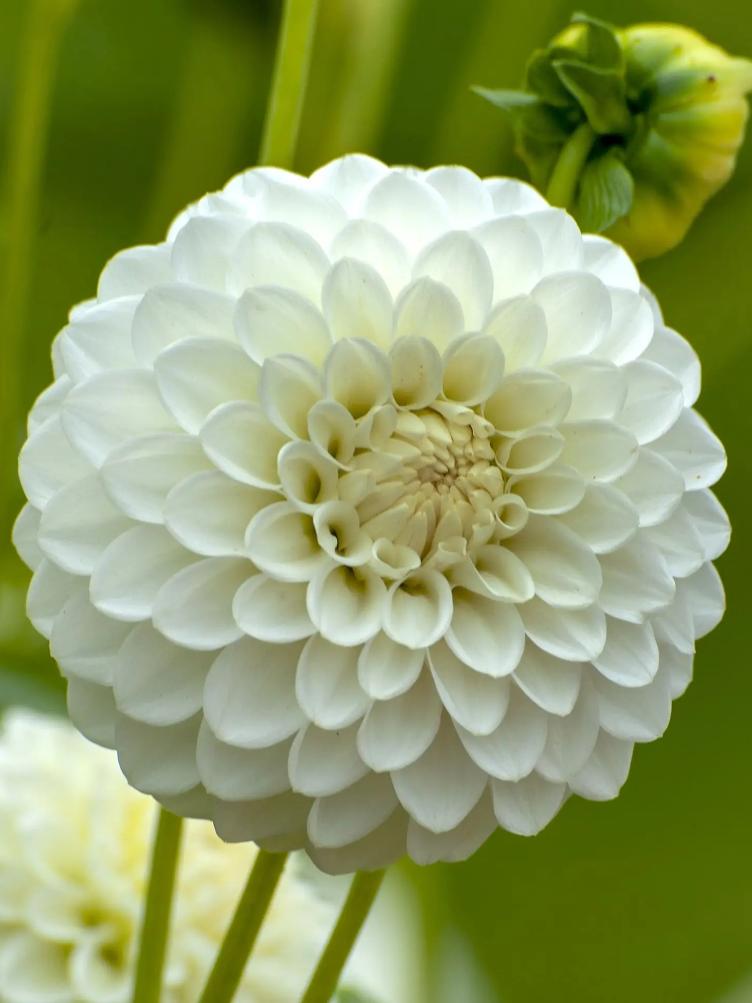 Bio Dahlie Never Give Up