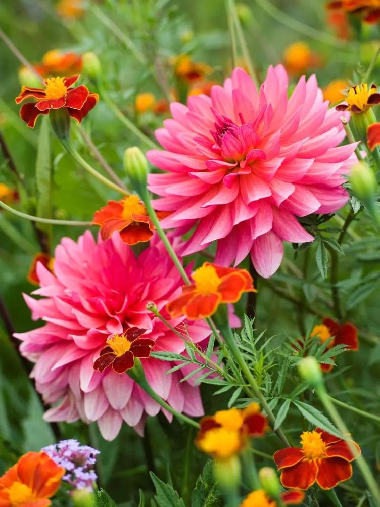 Bio Dahlie Phyllis Farmer