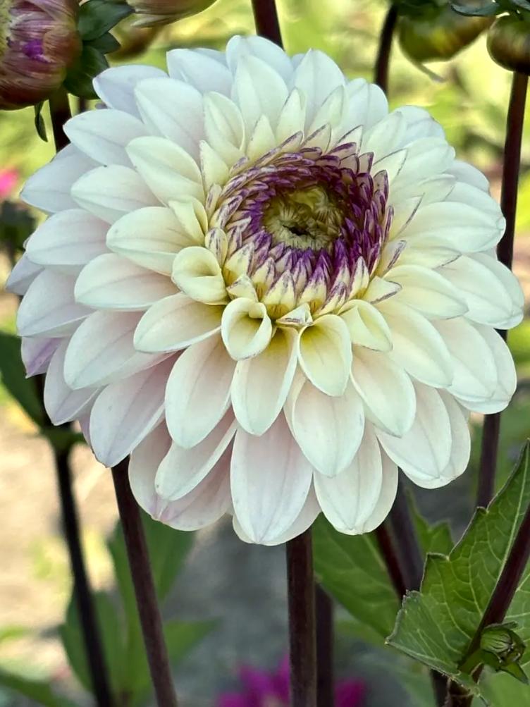 Bio Dahlie Marieke Nolsen