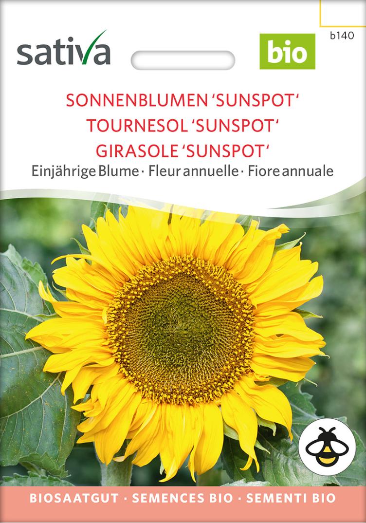 Sonnenblume `Sunspot`