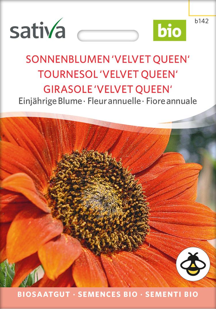 Sonnenblume `Velvet Queen`