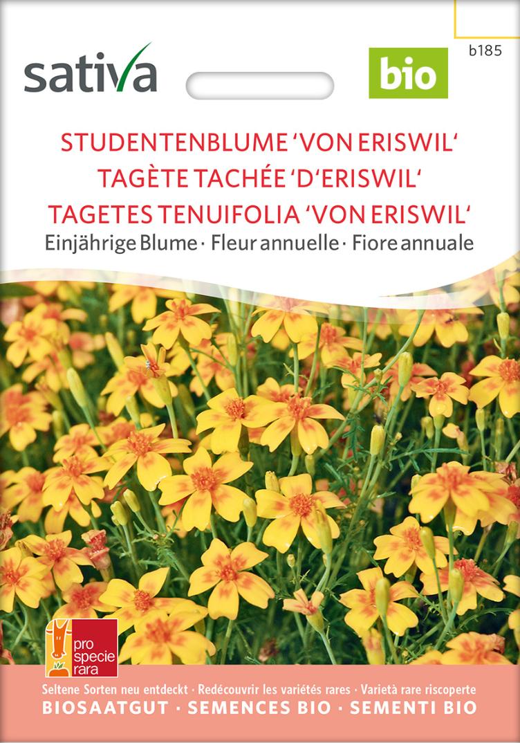 Studentenblume `von Eriswil`