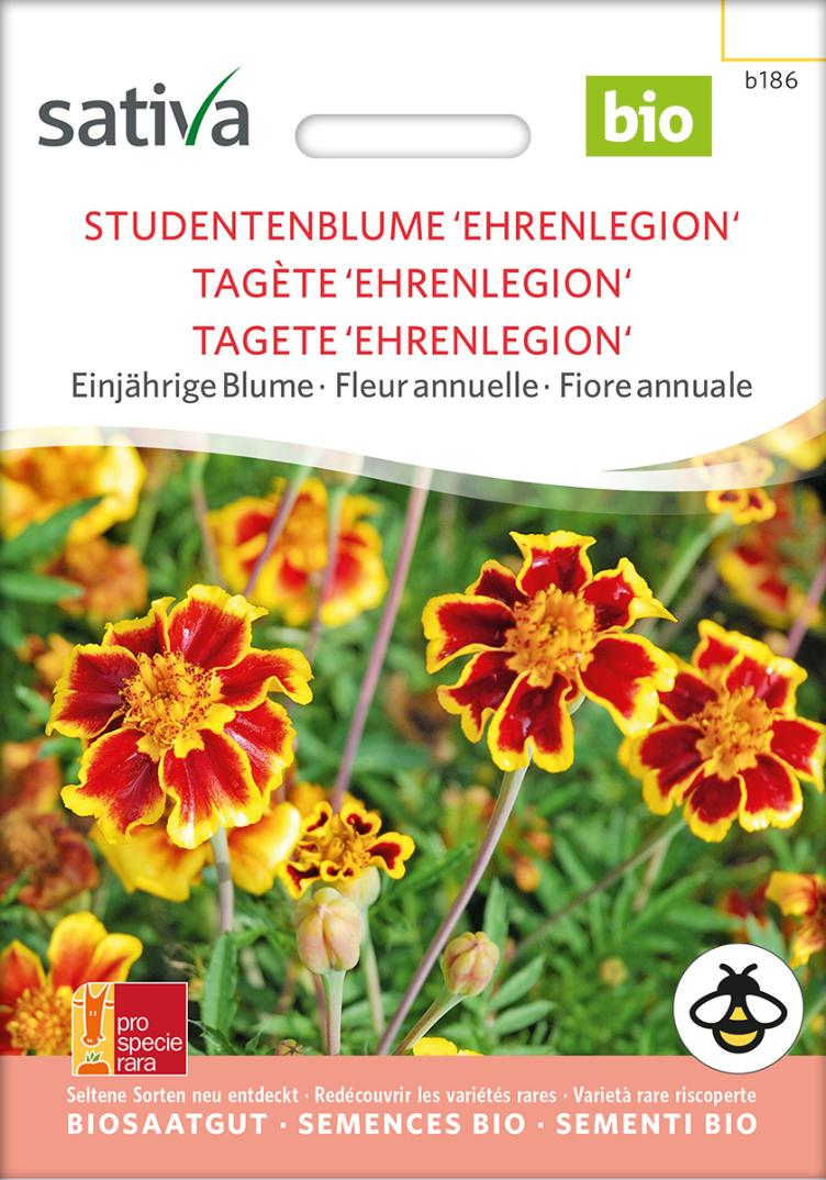 Studentenblume `Ehrenlegion`