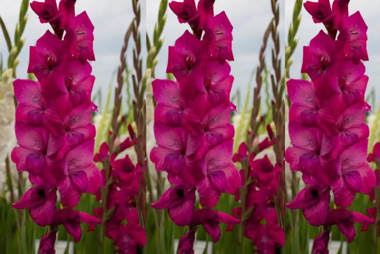 Bio Gladiolen Purple
