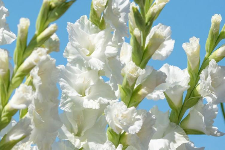 Bio Gladiolen Weiss