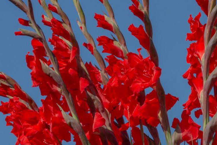 Bio Gladiolus Red Balance