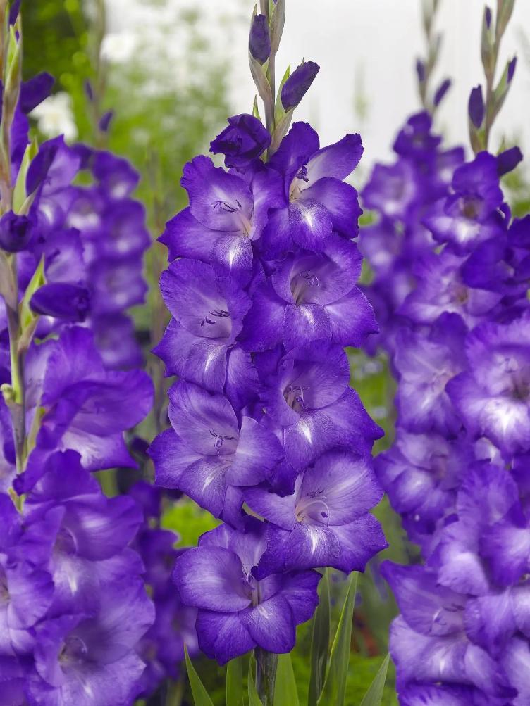 Bio Gladiolen Performer