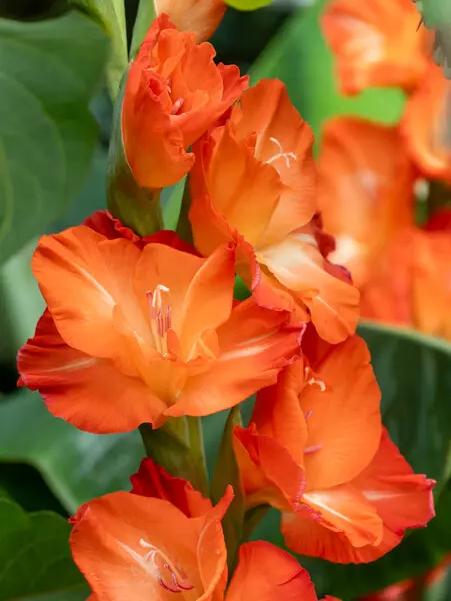 Bio Gladiolen Stormy